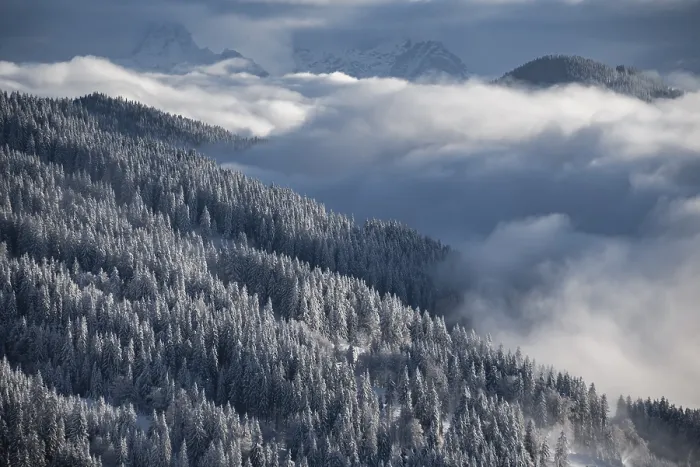 Framed Print : Snow-covered forest and mountains between clouds Framed Print : Snow-covered forest and mountains between clouds