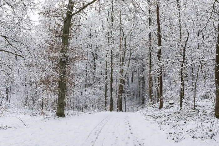 Framed Print : Snow-covered forest path in the Friedewald near Niederau