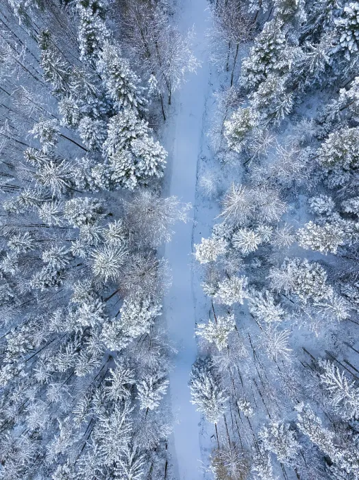 Framed Print : Snow-covered forest path between quiet Framed Print : Snow-covered forest path between quiet
