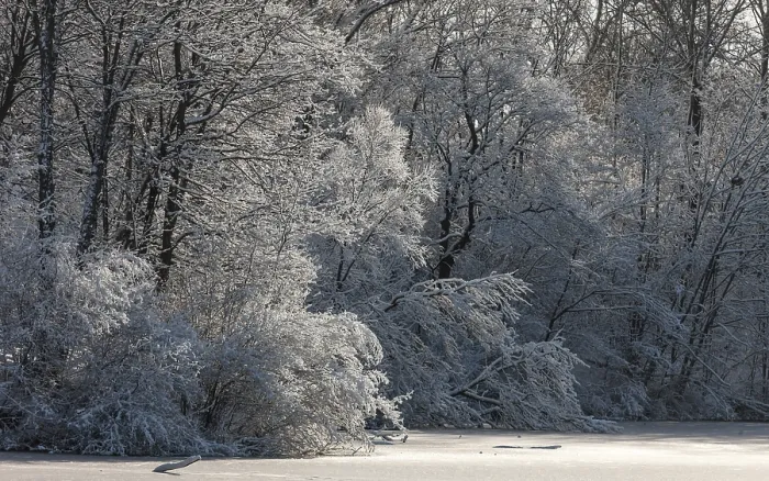 Framed Print : Snow-covered forest with a serene atmosphere and gentle light in London Framed Print : Snow-covered forest with a serene atmosphere and gentle light in London