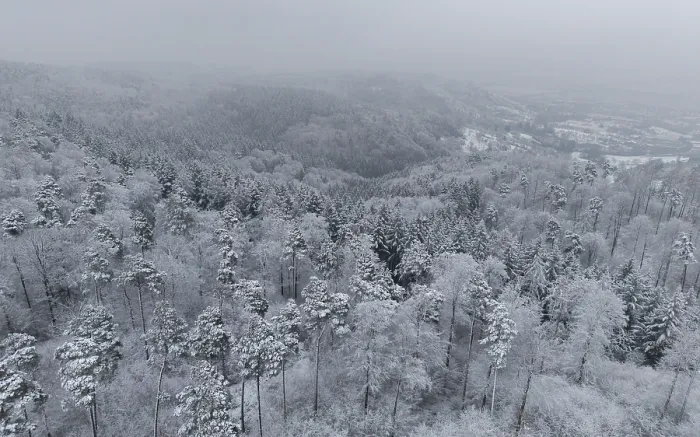 Framed Print : Snow-covered forest shrouded in mist