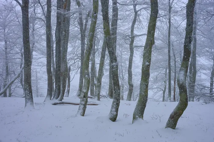 Framed Print : Snow-covered forest with slender trees in a foggy winter landscape Framed Print : Snow-covered forest with slender trees in a foggy winter landscape