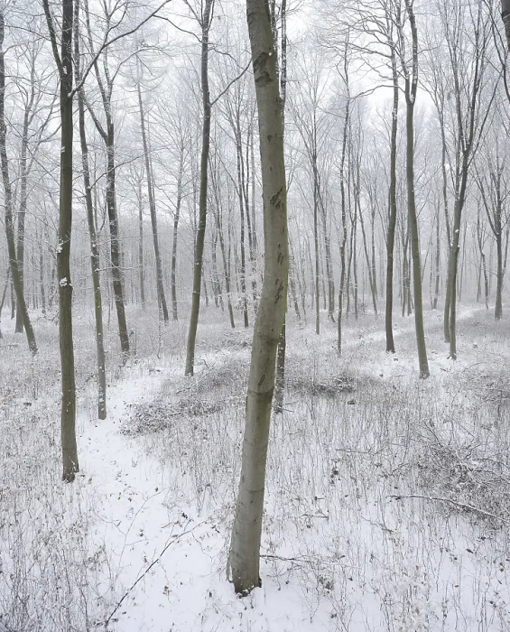 Framed Print : Snow-covered hiking trail through beech forest in winter Framed Print : Snow-covered hiking trail through beech forest in winter