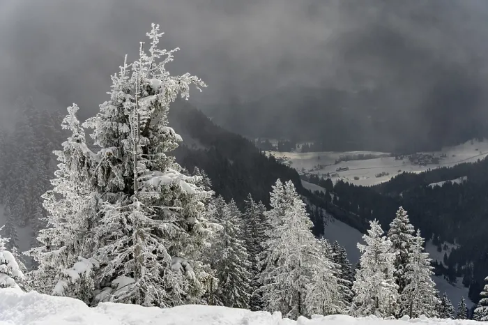 Framed Print : Snow-covered mountain landscape with trees in winter during snowfall Framed Print : Snow-covered mountain landscape with trees in winter during snowfall