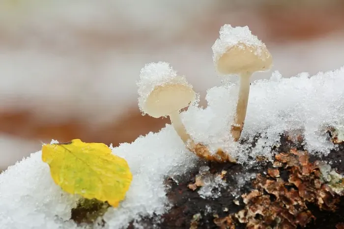 Framed Print : Snow covered mushrooms, Hoheneck Framed Print : Snow covered mushrooms, Hoheneck