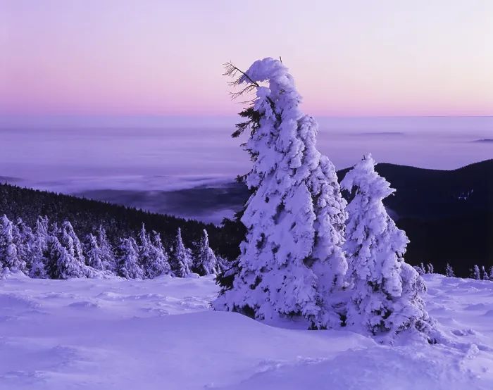Framed Print : Snow covered Norway spruces (Picea abies) on Mt Brocken