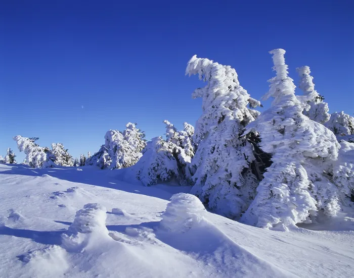 Framed Print : Snow covered Norway spruces (Picea abies) on Mt Brocken