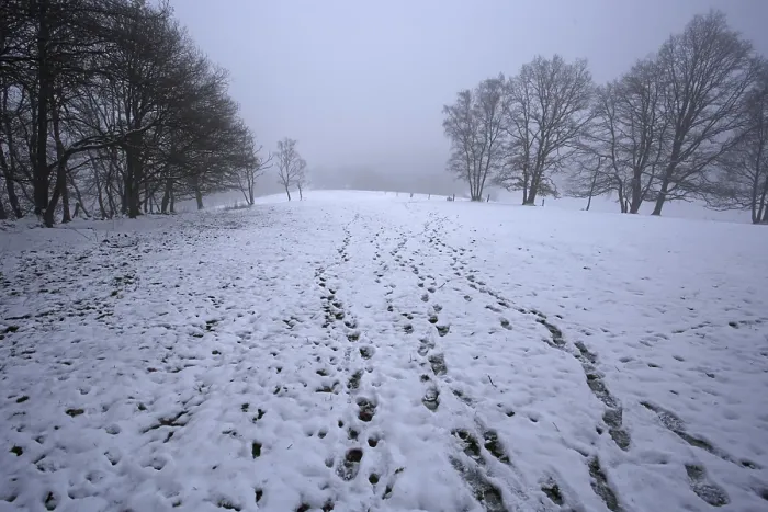 Framed Print : Snow-covered path through a field in a wooded winter area Framed Print : Snow-covered path through a field in a wooded winter area
