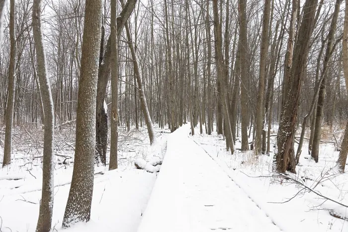 Framed Print : A snow-covered path stretches through a dense winter forest creating a peaceful scene in London