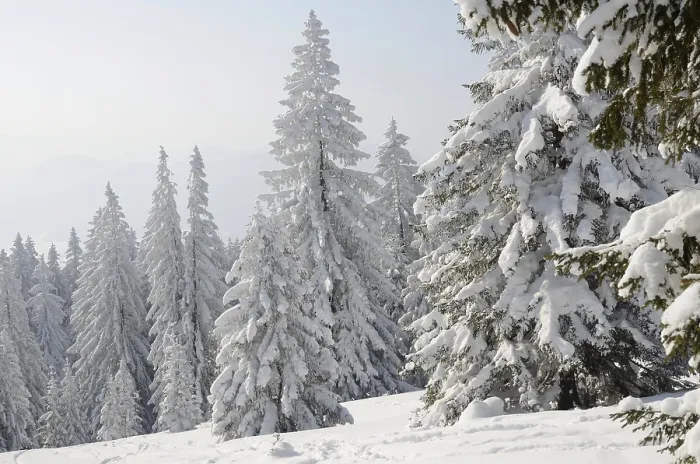 Framed Print : Snow-covered pine trees, Spruces (Picea abies) in a winter forest Framed Print : Snow-covered pine trees, Spruces (Picea abies) in a winter forest