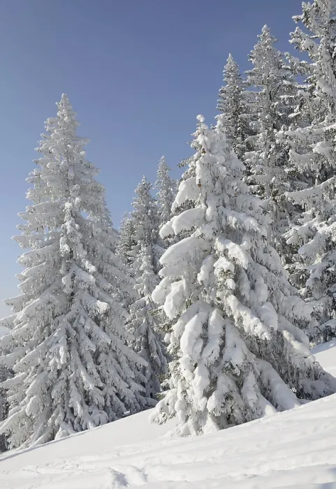 Framed Print : Snow-covered pine trees, Spruces (Picea abies) in a winter forest