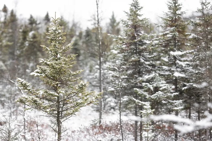 Framed Print : Snow-covered pine trees standing quietly in a serene winter forest in London
