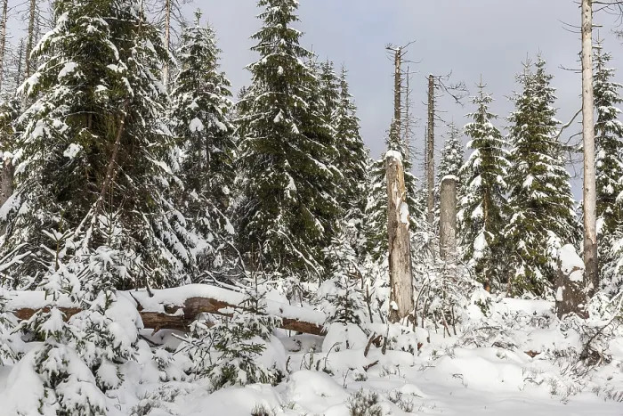 Framed Print : Snow-covered primeval forest Harz National Park