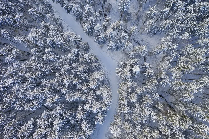 Framed Print : Snow covered spruce forest (Picea) with forest road from above