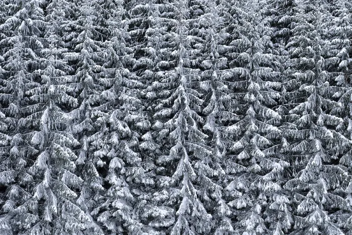 Framed Print : Snow-covered spruce forest on a slope Framed Print : Snow-covered spruce forest on a slope