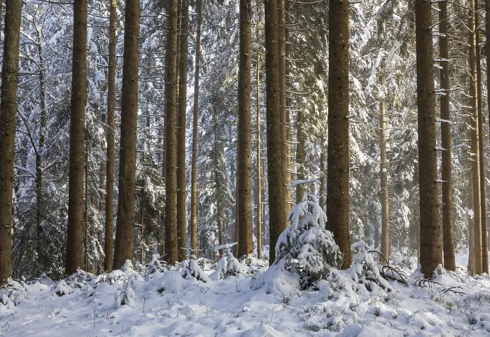 Framed Print : Snow-covered spruce forest, winter Framed Print : Snow-covered spruce forest, winter