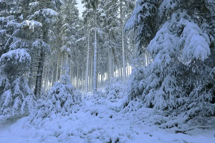 Framed Print : Snow-covered spruce forest, winter