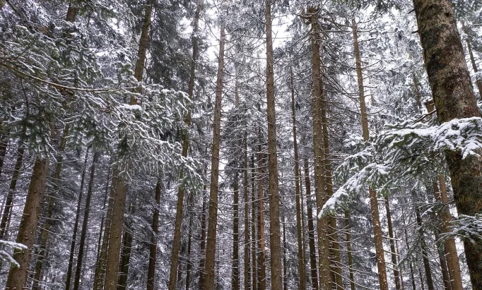 Framed Print : Snow-covered spruce forest, winter