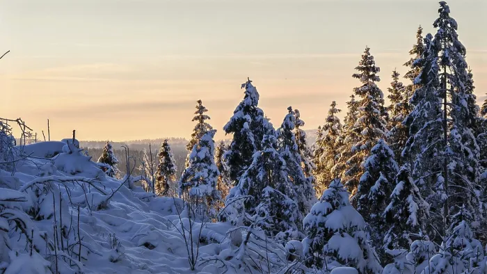 Framed Print : Snow-covered spruce trees (picea) at a pastel-coloured sunset
