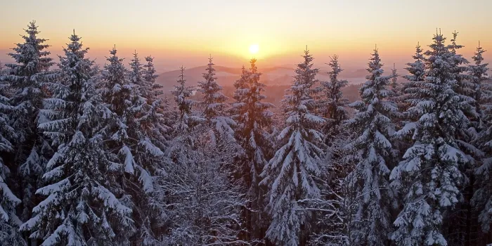 Framed Print : Snow covered spruce trees at sunset in winter Framed Print : Snow covered spruce trees at sunset in winter