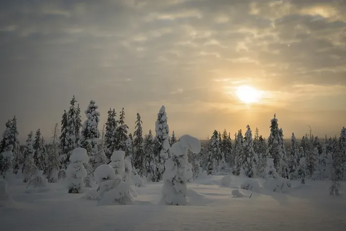 Framed Print : Snow-covered spruces, Fjell in winter Framed Print : Snow-covered spruces, Fjell in winter