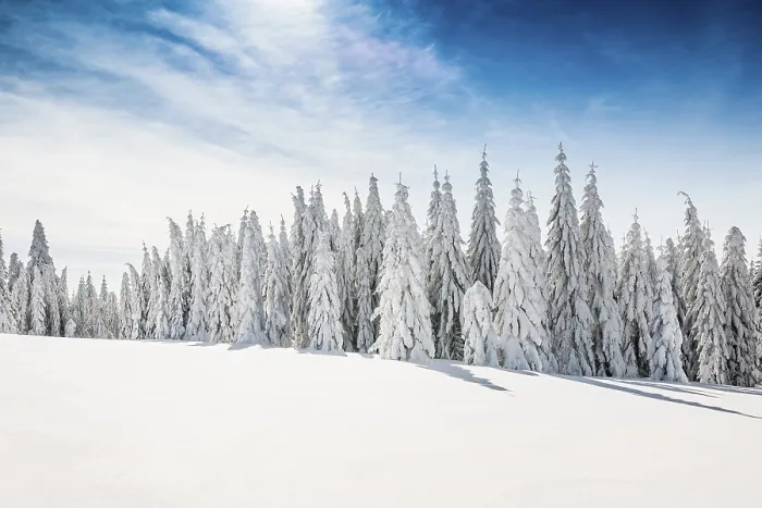 Framed Print : Snow-covered spruces in sunshine Framed Print : Snow-covered spruces in sunshine