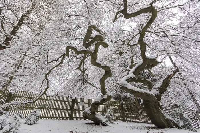 Framed Print : Snow-covered Suntel beech
