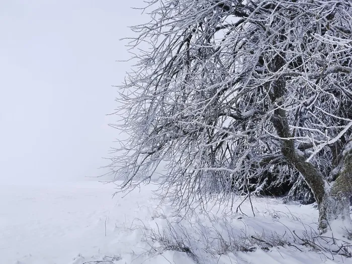 Framed Print : Snow-covered tree in a pristine winter field