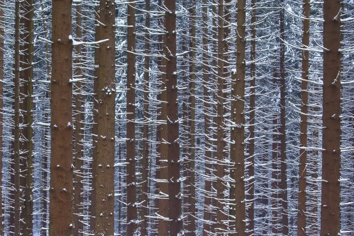 Framed Print : Snow-covered tree trunks in a dense winter forest Framed Print : Snow-covered tree trunks in a dense winter forest