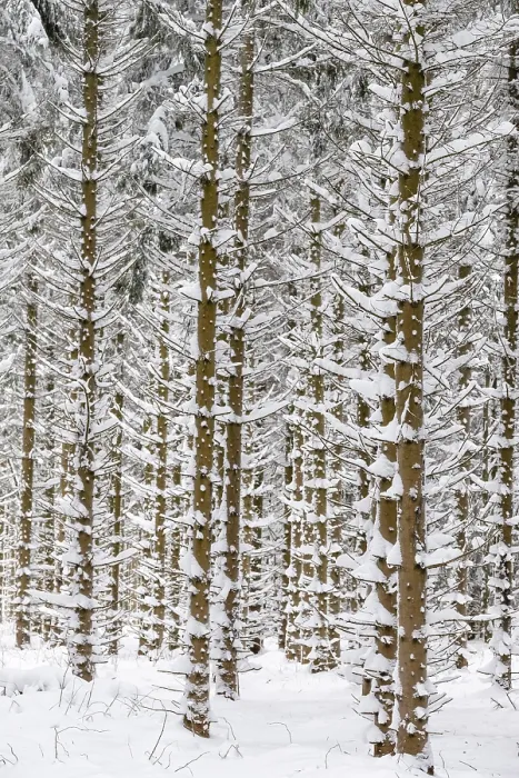 Framed Print : Snow-covered tree trunks in the forest Framed Print : Snow-covered tree trunks in the forest