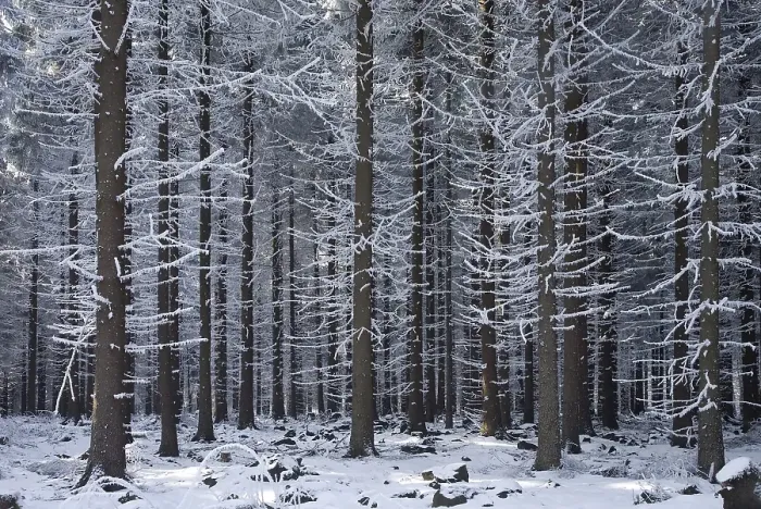 Framed Print : Snow covered tree trunks, winter forest in the Ore Mountains