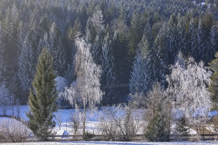 Framed Print : Snow-covered trees in front of coniferous forest Framed Print : Snow-covered trees in front of coniferous forest