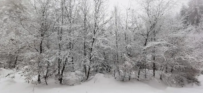 Framed Print : Snow-covered trees create a quiet and peaceful winter panorama