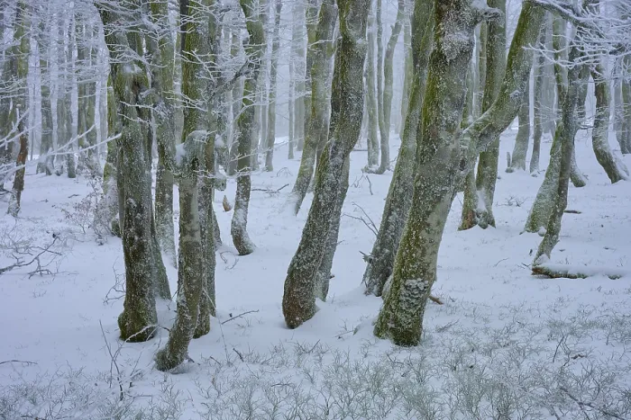 Framed Print : Snow-covered trees in the dense forest create a quiet Framed Print : Snow-covered trees in the dense forest create a quiet