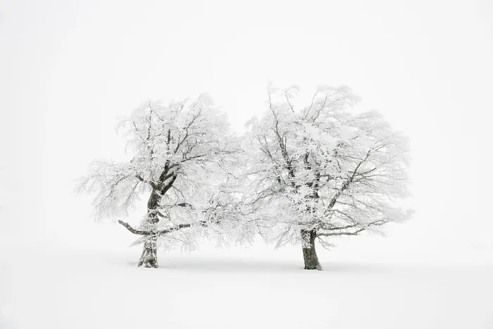 Framed Print : Snow-covered trees in the fog, winter Framed Print : Snow-covered trees in the fog, winter