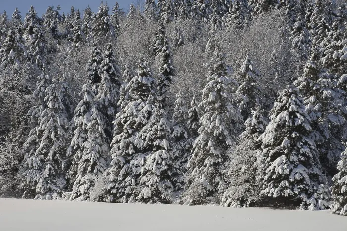 Framed Print : Snow covered trees, forest, Eastern Townships