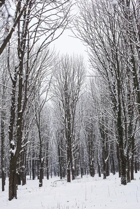 Framed Print : Snow covered trees in the forest in winter