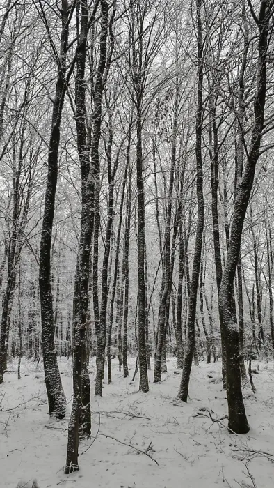 Framed Print : Snow-covered trees in a quiet winter forest Framed Print : Snow-covered trees in a quiet winter forest