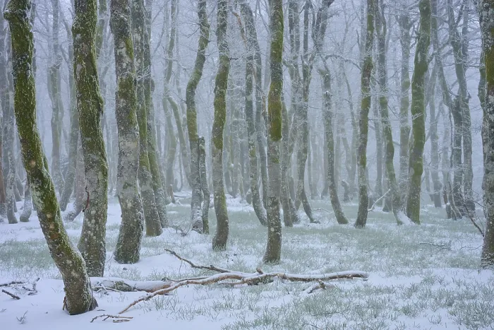 Framed Print : Snow-covered trees stand foggy in a wintry forest