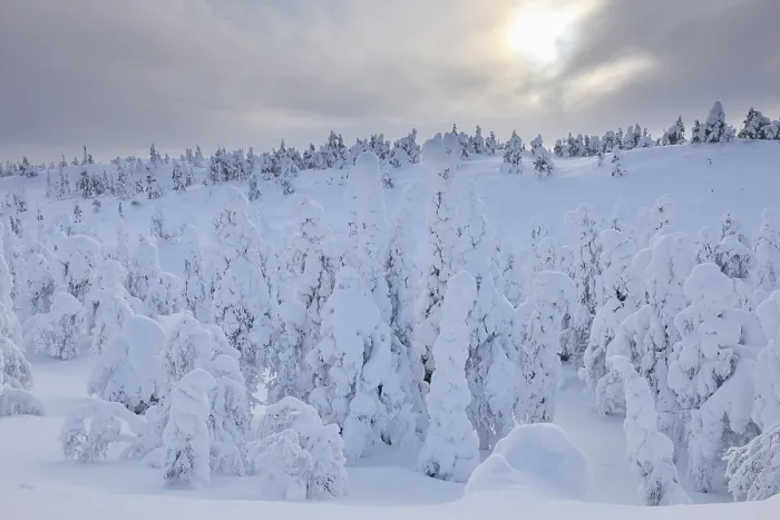 Framed Print : Snow covered trees, Winter, Rukatunturi