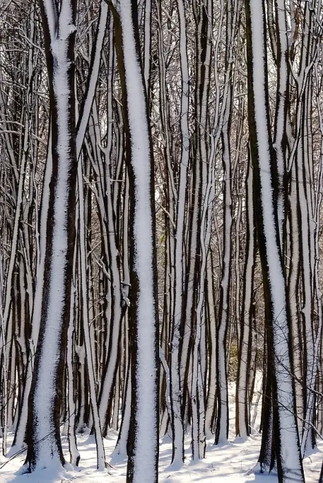 Framed Print : Snow-covered trees in a wintery deciduous forest