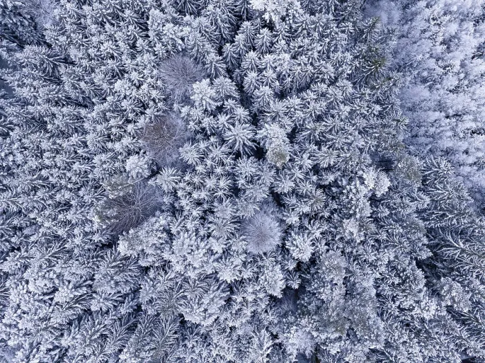 Framed Print : Snow-covered treetops of a forest create a natural pattern when viewed from above