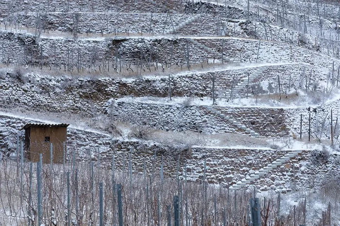 Framed Print : The snow-covered walls and terraces in the Golden Wagon vineyard create a graphic pattern