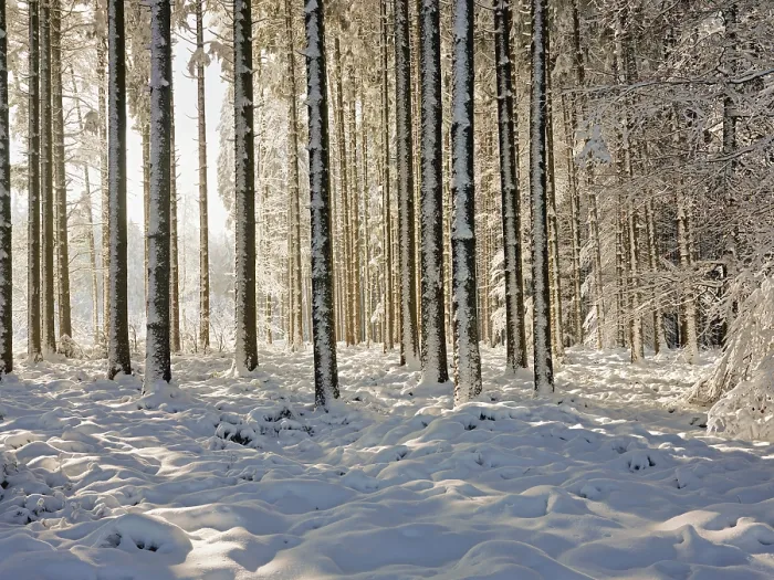 Framed Print : Snow-covered winter forest, Horben Framed Print : Snow-covered winter forest, Horben