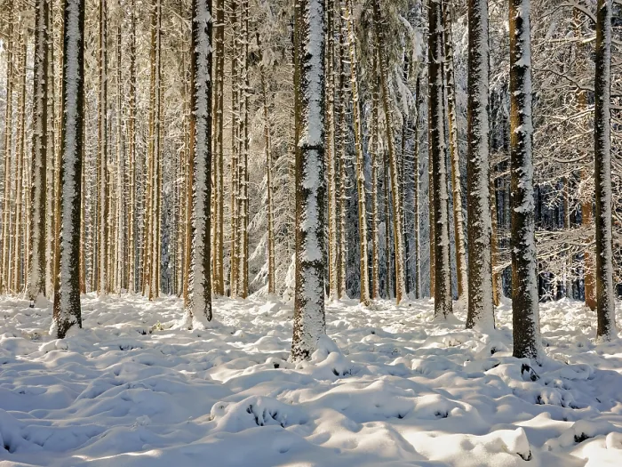 Framed Print : Snow-covered winter forest, Horben Framed Print : Snow-covered winter forest, Horben
