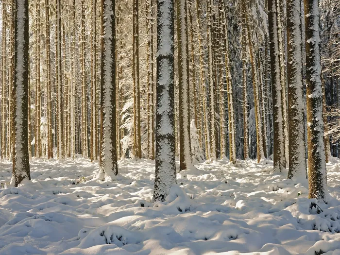 Framed Print : Snow-covered winter forest, Horben