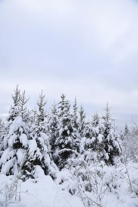 Framed Print : Snow-covered winter forest, snow-covered spruces (Picea abies) on the Rothaarsteig Framed Print : Snow-covered winter forest, snow-covered spruces (Picea abies) on the Rothaarsteig