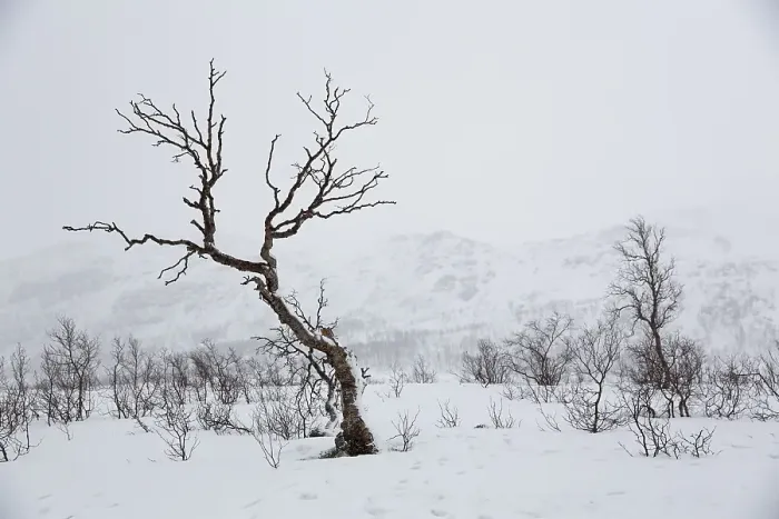 Framed Print : Snow-covered winter landscape with Birch tree (Betula) at the pass road Kadfjordeidet