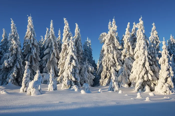 Framed Print : Snow-covered winter landscape with snow-covered spruce forest Framed Print : Snow-covered winter landscape with snow-covered spruce forest