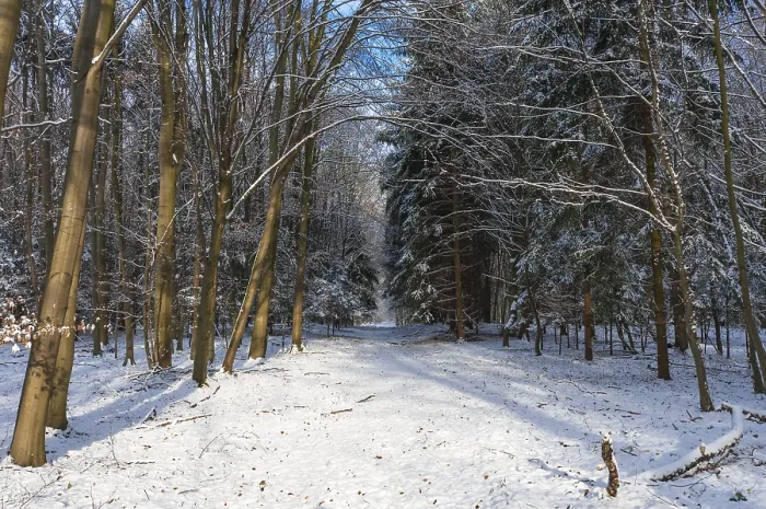 Framed Print : Snow-covered woodland path, Moenchbruch nature reserve